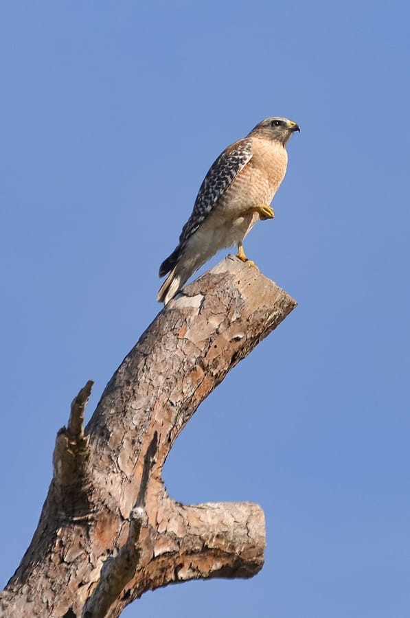 20230118_RedShoulderedHawk_SD