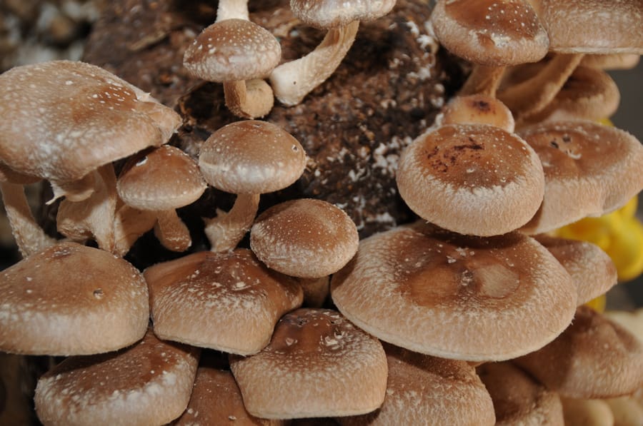 Kennet Square Mushroom Festival