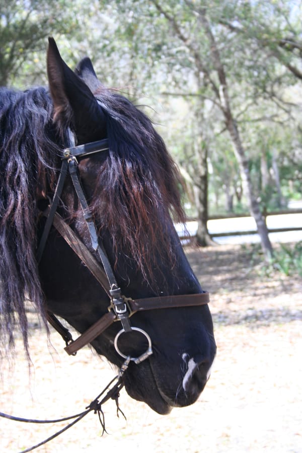 Horses_Myakkahatchee_3.9.2010_2