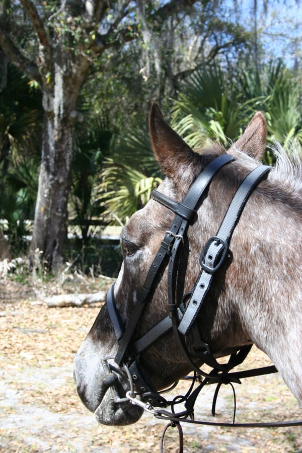 Horses_Myakkahatchee_3.9.2010_1