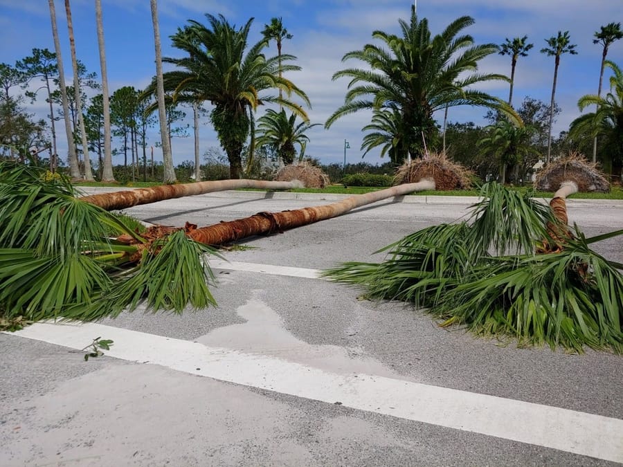 Trees_down_07.06.23_v1