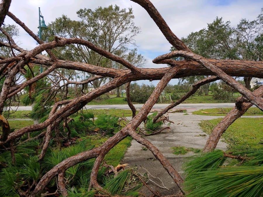 Trees_down_07.06.23_v2