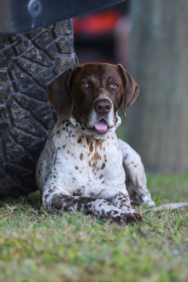 Albritton Farm Dog