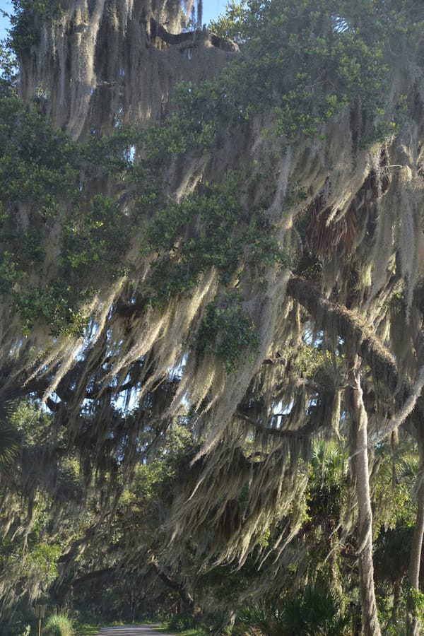 Myakka River State Park