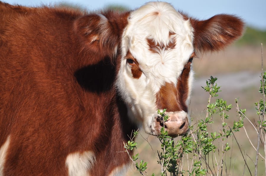 Ranch_photos_01.15.15_v18