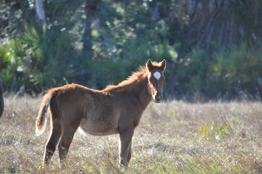 Thomas_ranch_horse_01.11.15