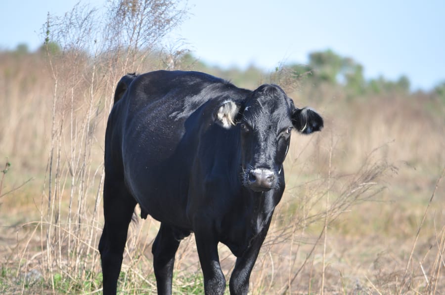 Thomas_ranch_cow_01.11.15_v1