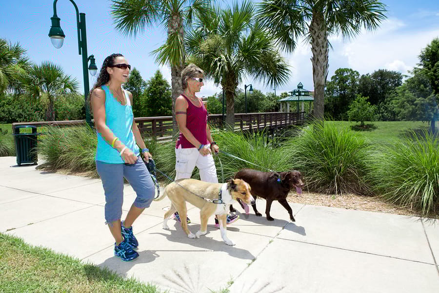 NP_walking_dogs_04.18.19