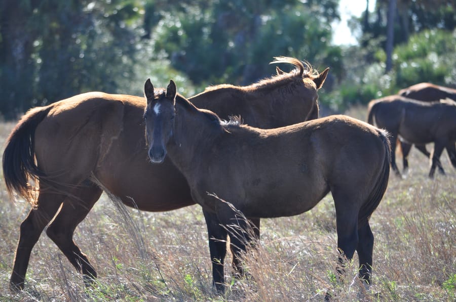 Thomas_ranch_horses_01.11.15