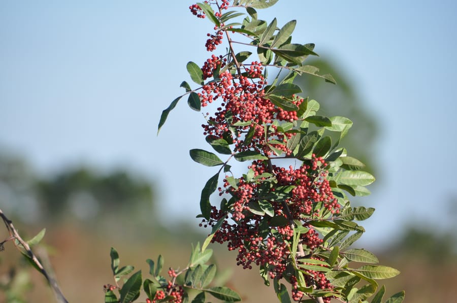 Thomas_ranch_flowers_01.11.15