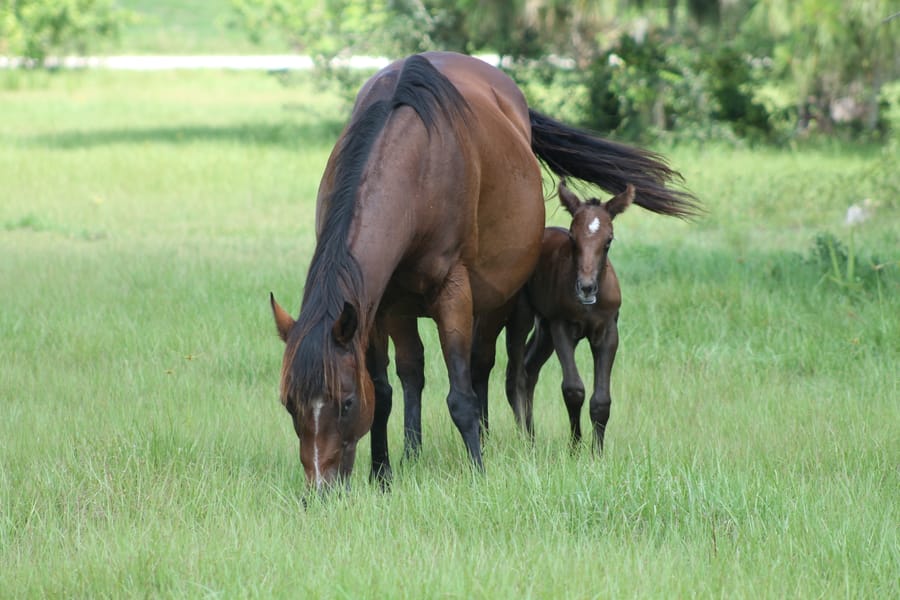 North_port_horses_05.26.15