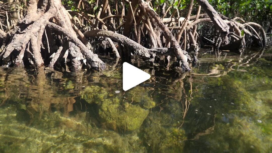 Nature - Paddling