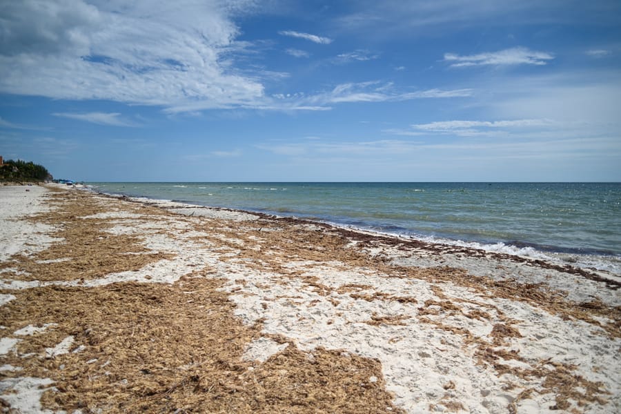 20230906_IdailiaTurtleBeach_004_SD