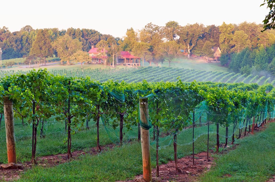 Yadkin Valley vineyard view