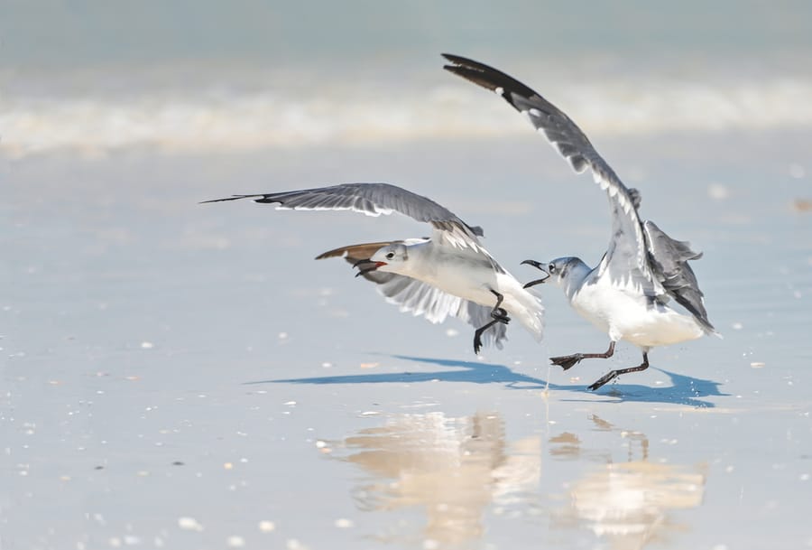 CrescentBeachGulls