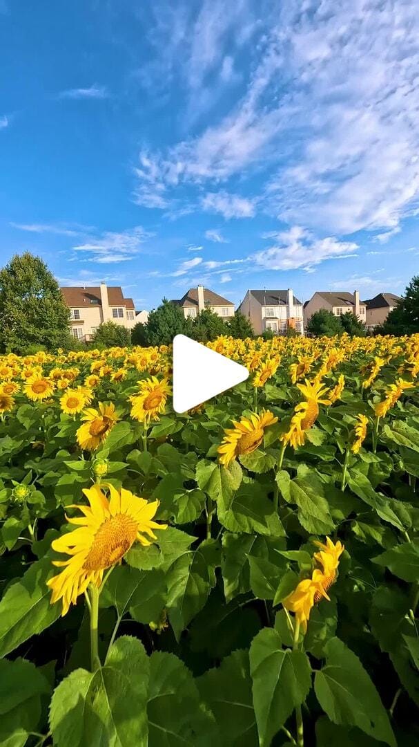 Gunther Sunflower Field