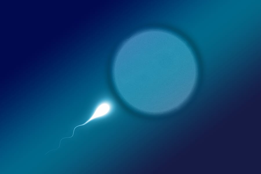 RNS-Sperm-Egg1