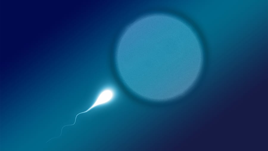 webRNS-Sperm-Egg1