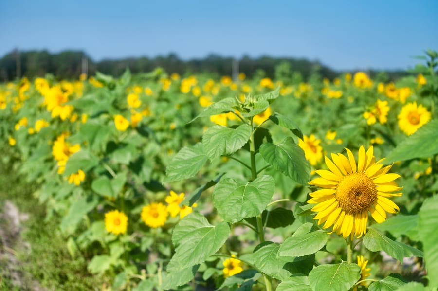 Sykes Sunflowers