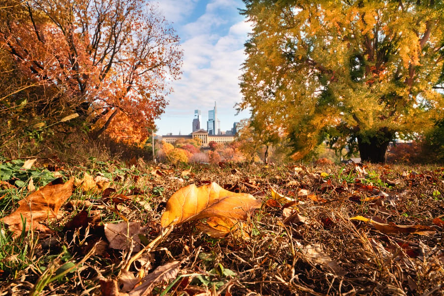 Fall Skyline Lemon Hill