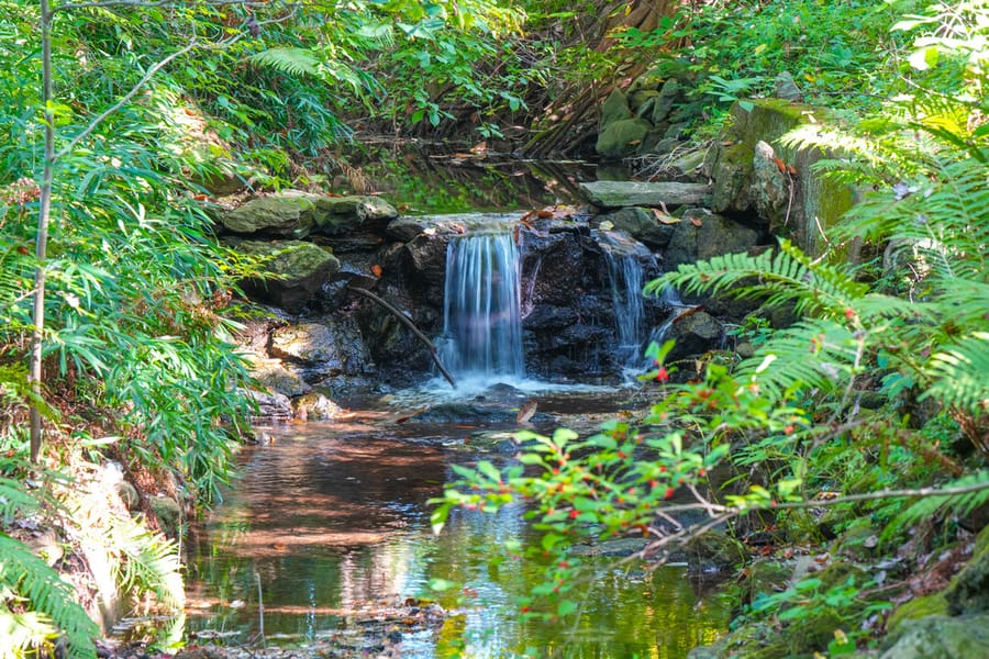 Morris Arboretum