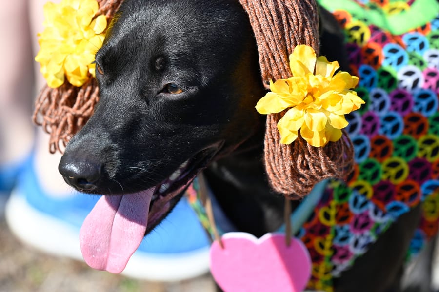Woofstock_021222 (76)