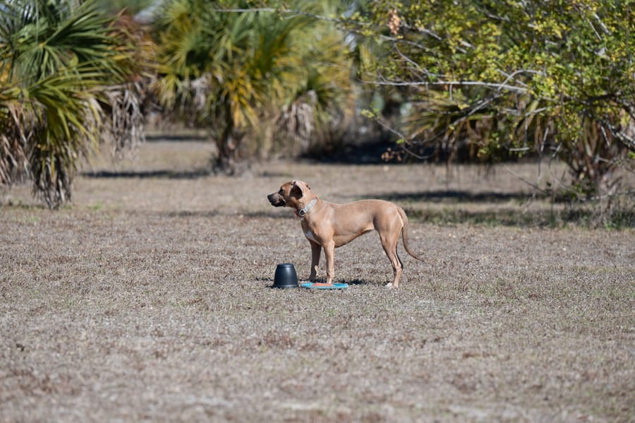 Woofstock_021222 (137)