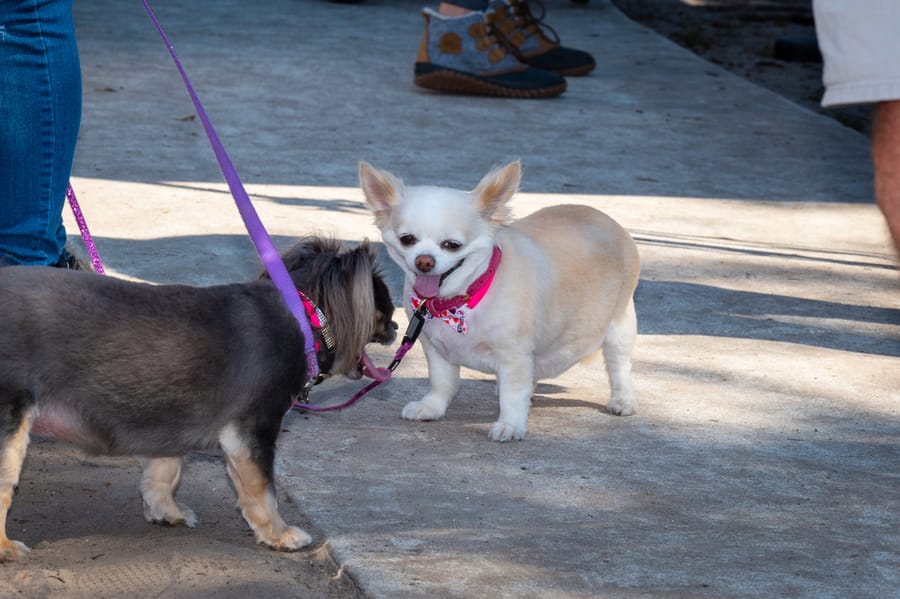 Woofstock_021222 (118)