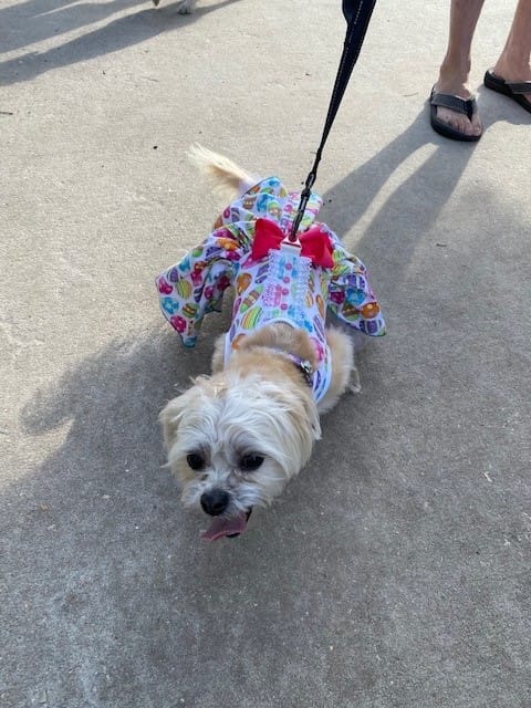 Dog_Gone_Egg_Hunt_041422 (3)