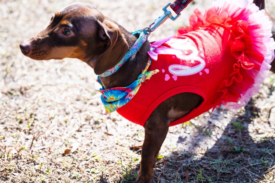Woofstock_021222 (26)
