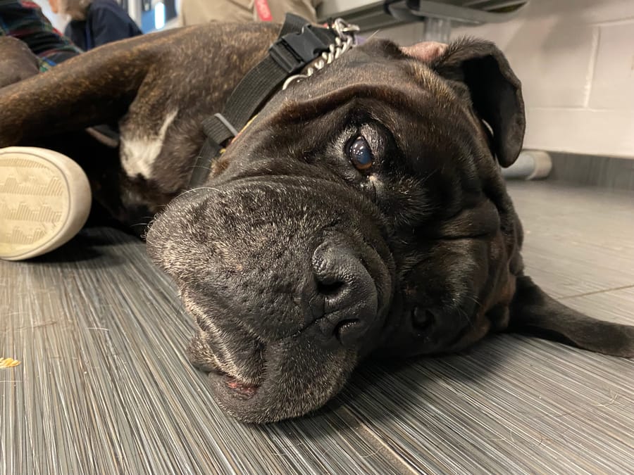 Dogs_and_Donuts_2022 (1)