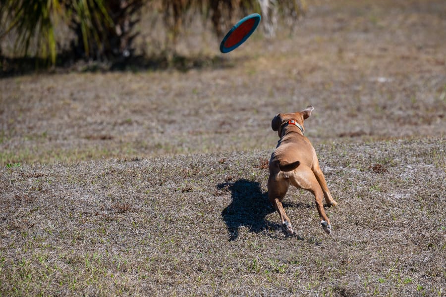Woofstock_021222 (138)