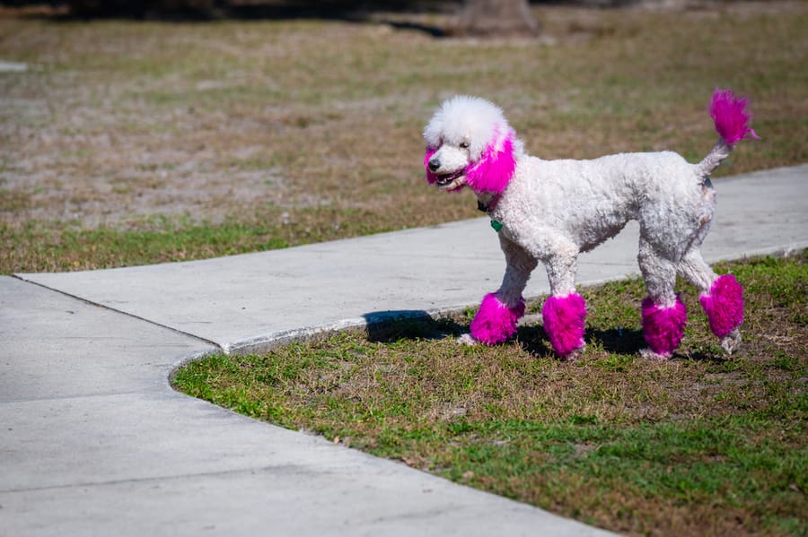 Woofstock_021222 (94)