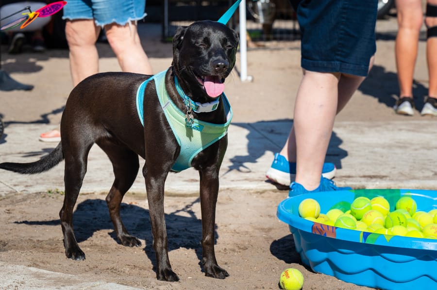 Woofstock_021222 (6)