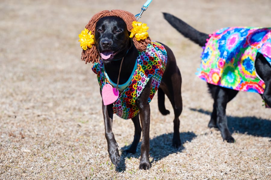 Woofstock_021222 (35)