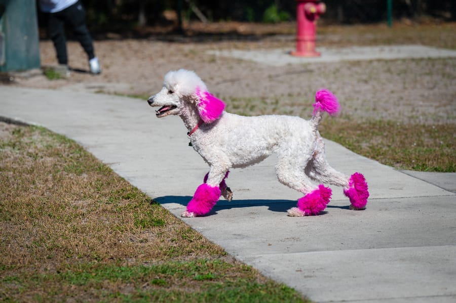 Woofstock_021222 (96)