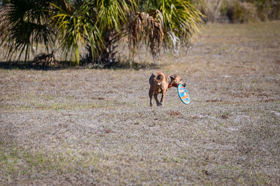 Woofstock_021222 (139)