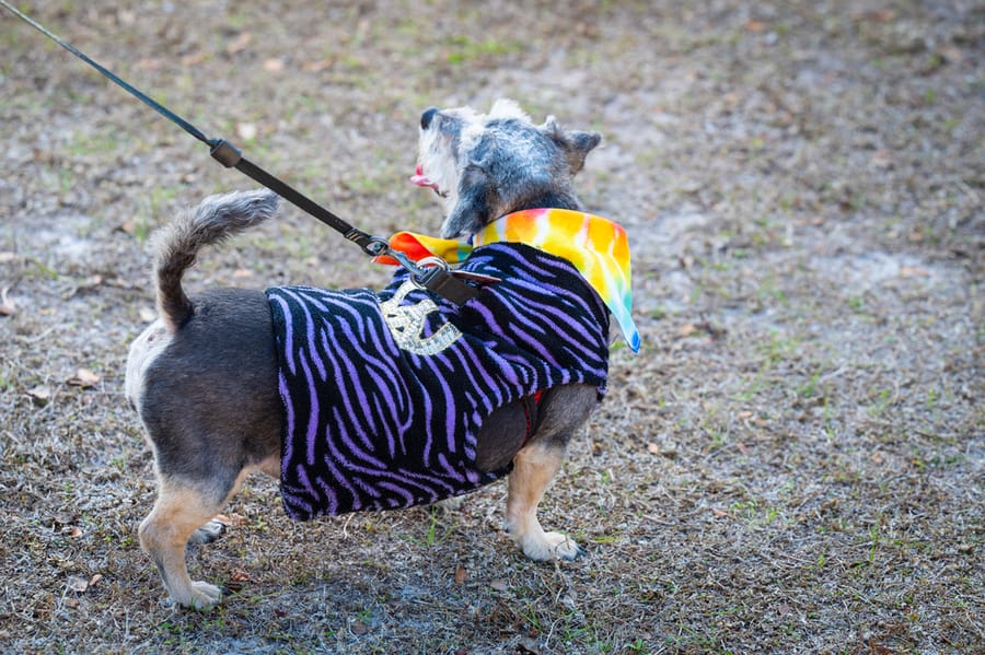 Woofstock_021222 (85)