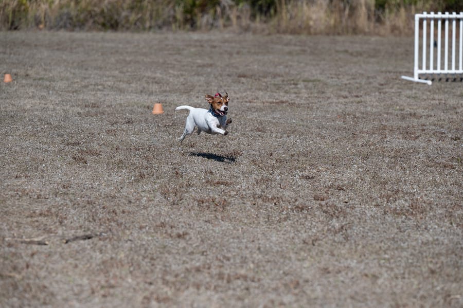 Woofstock_021222 (129)