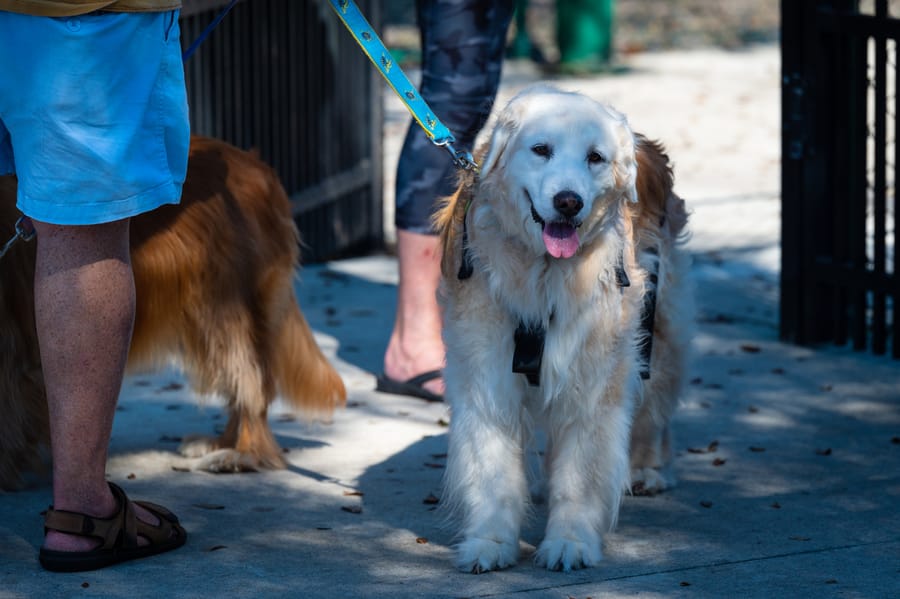 Woofstock_021222 (99)