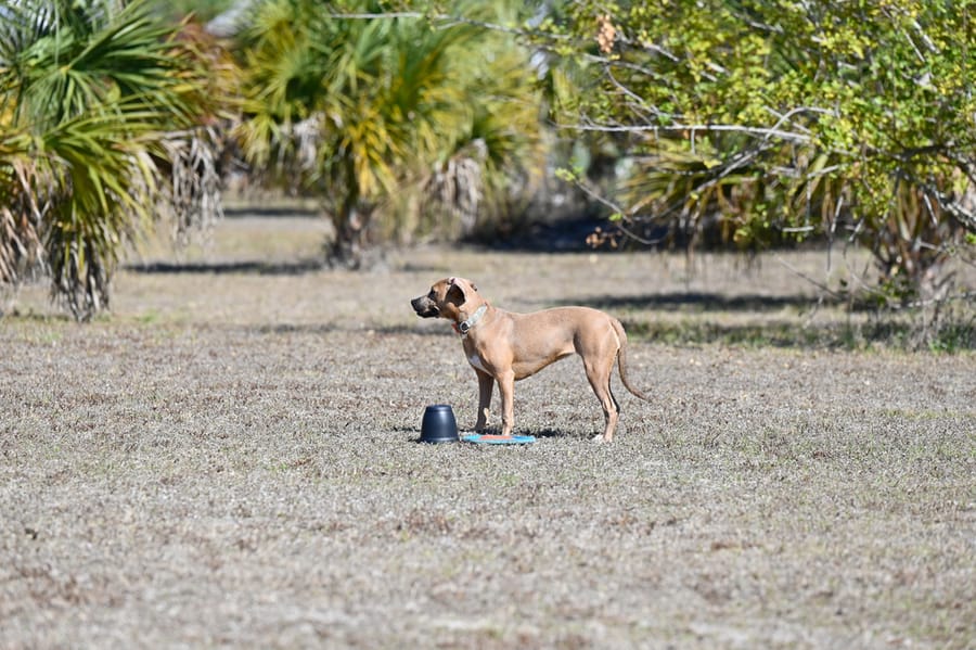 Woofstock_021222 (136)