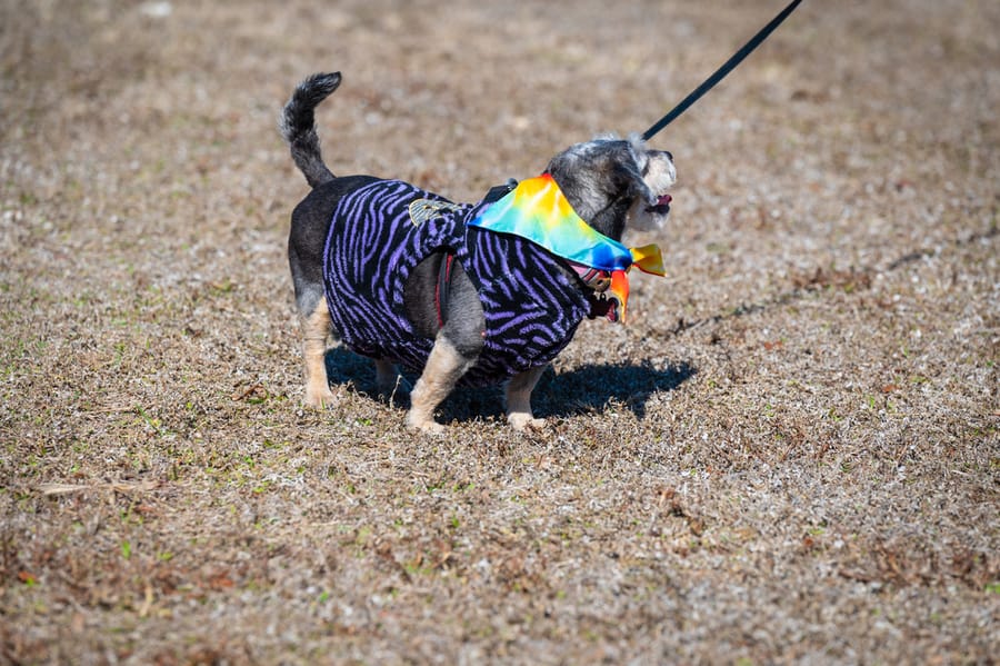 Woofstock_021222 (60)