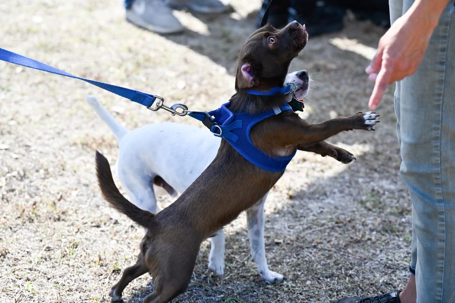 Woofstock_021222 (142)