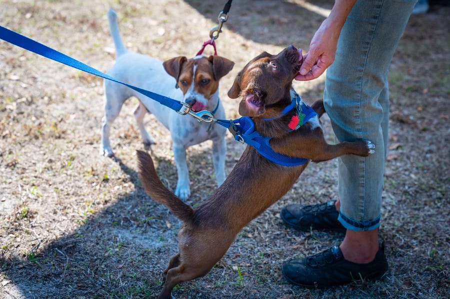 Woofstock_021222 (144)
