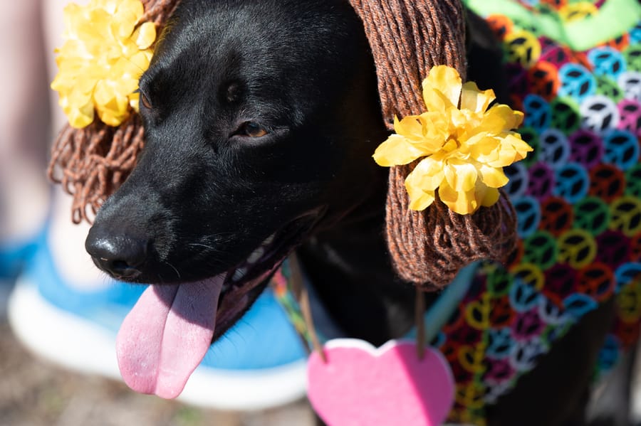 Woofstock_021222 (77)