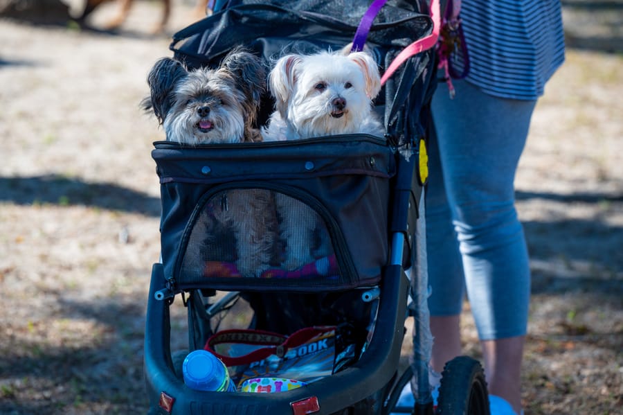 Woofstock_021222 (86)