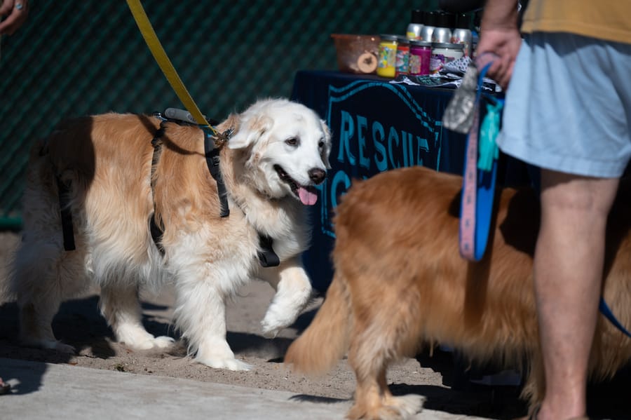 Woofstock_021222 (13)