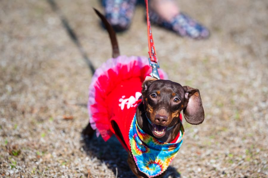 Woofstock_021222 (57)