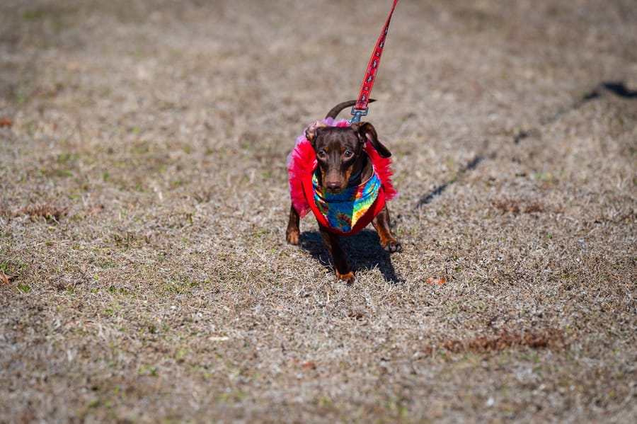 Woofstock_021222 (56)