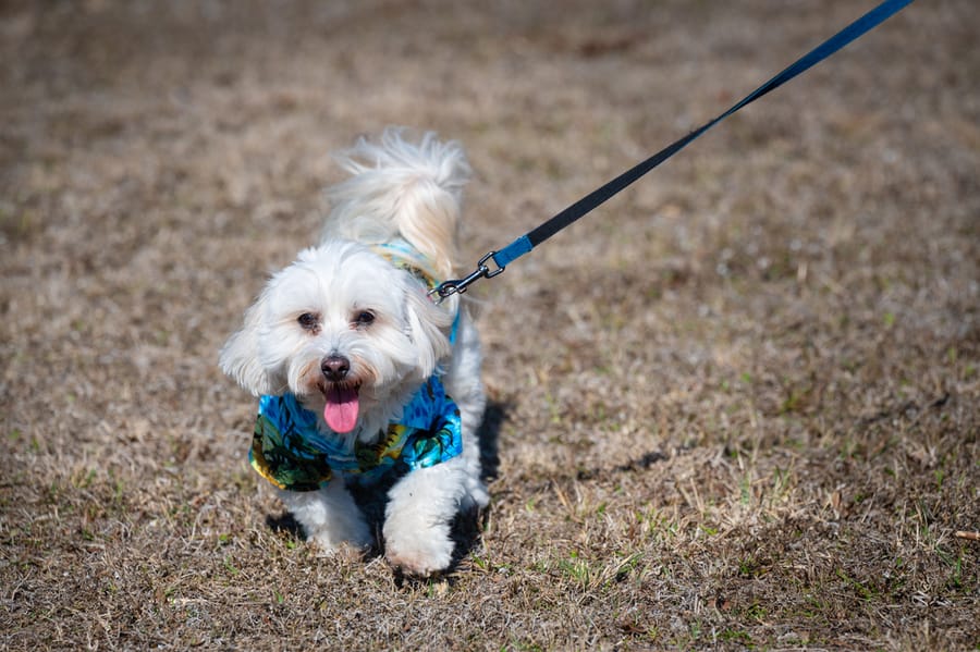 Woofstock_021222 (40)